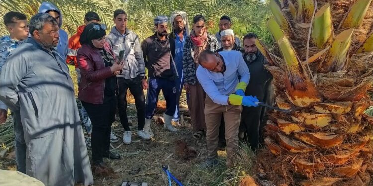 المركزية لمكافحة الآفات تطلق مبادرة لمكافحة سوسة النخيل بالواحات البحرية 1 مكافحة الآفات