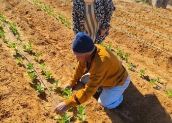 بحوث الصحراء