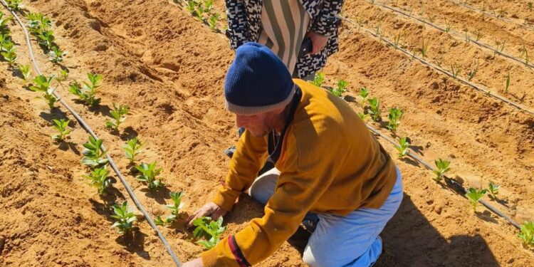 بحوث الصحراء