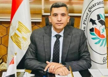 تقاوي البطاطس