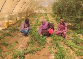 زراعة جنوب سيناء