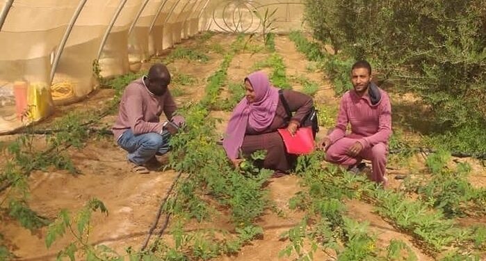 «زراعة جنوب سيناء»: قوافل إرشادية بالوديان..6 توصيات للزراعات القائمة 1 زراعة جنوب سيناء