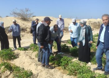 زراعة شمال سيناء