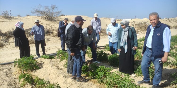 «زراعة شمال سيناء» توصي بأهمية الزراعة المحمية بالصوب الزجاجية والبلاستيكية للطماطم 1 زراعة شمال سيناء