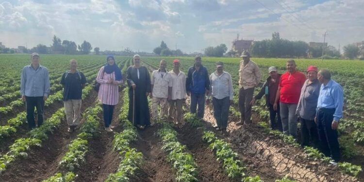 «البحوث الزراعية» ينفذ 1433 نشاط إرشادى استفاد منها 40 ألف مزارع بالمحافظات 1 البحوث الزراعية
