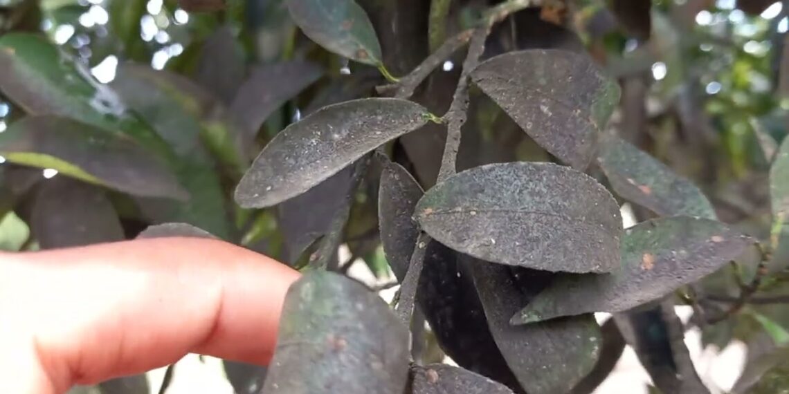 العفن الهبابي على الموالح