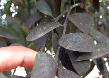 العفن الهبابي على الموالح