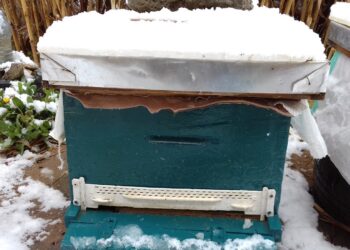 تشتية النحل