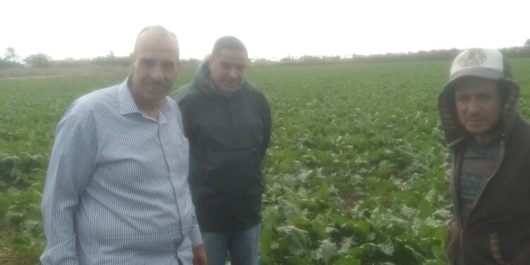 « زراعة الإسكندرية» توصي بأهمية الإكتشاف المبكر للأمراض الفطرية بمحصول بنجر السكر 1 زراعة الإسكندرية