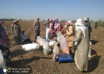 زراعة الدقهلية