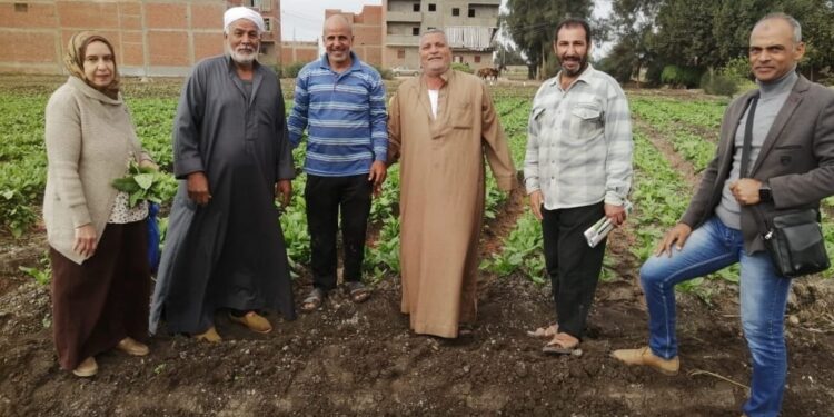 3 فرق إرشادية للمحاصيل الشتوية بـ«زراعة الغربية» 1 زراعة الغربية