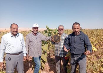 زراعة الوادي الجديد