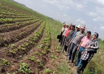 زراعة بورسعيد