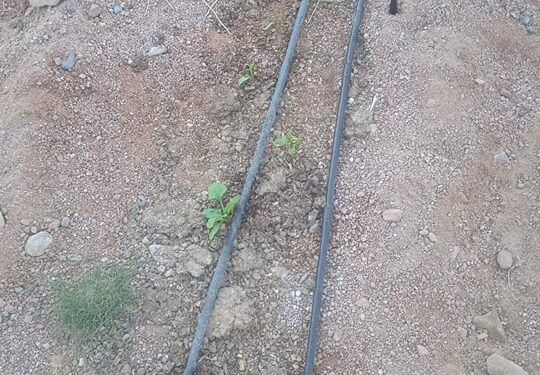 «زراعة جنوب سيناء»:بشائر مشروع إنتاج تقاوى بنجر السكر تحول الصحراء لأرض خضراء 1 زراعة جنوب سيناء