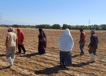 زراعة جنوب سيناء