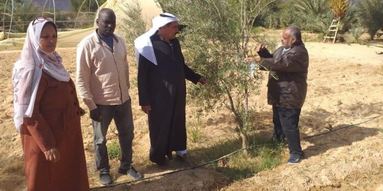 «زراعة جنوب سيناء» توصي المزارعين بضرورة انتظام عملية الري خلال موجة الصقيع والأمطار 1 زراعة جنوب سيناء