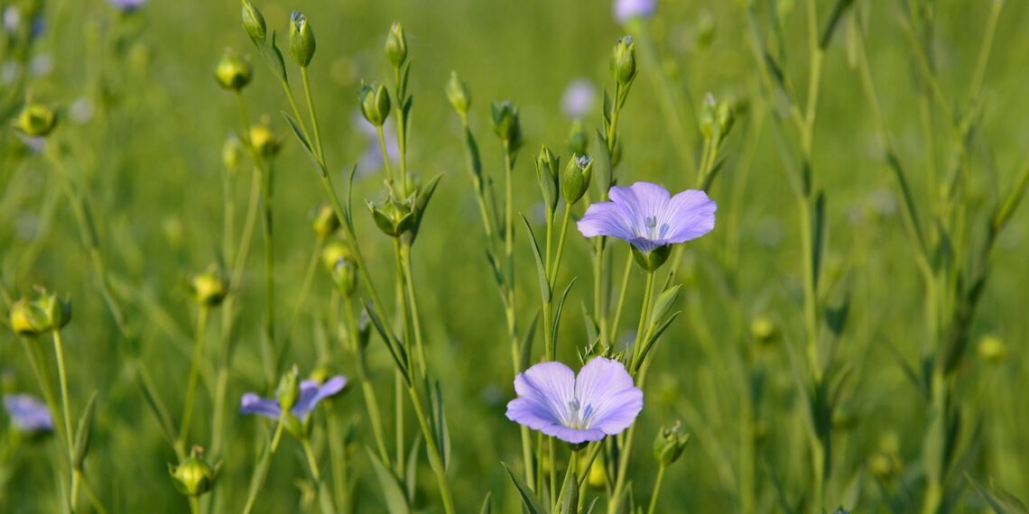 محصول الكتان