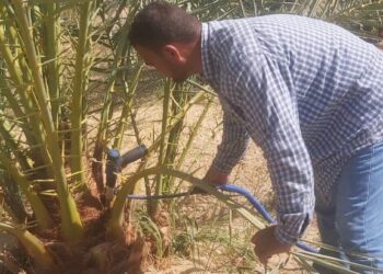 زراعة مطروح