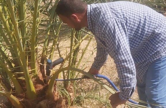 زراعة مطروح