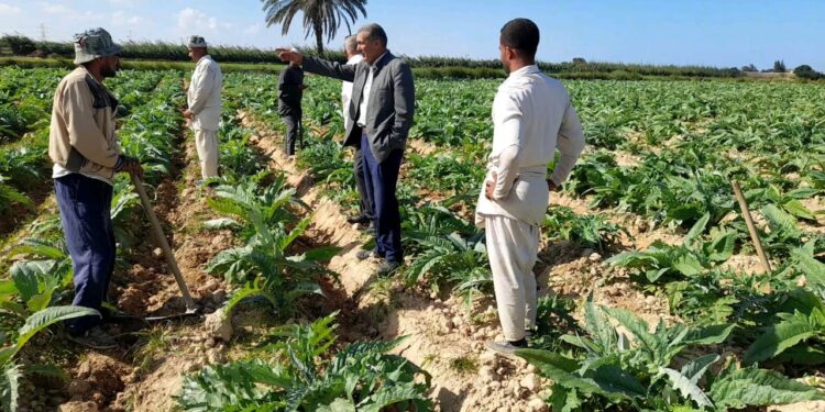 «زراعة مطروح»تنظم ندوة إرشادية لمحصول الخرشوف 1 زراعة مطروح