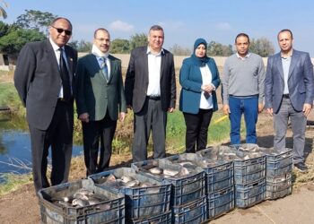 أسماك البلطي