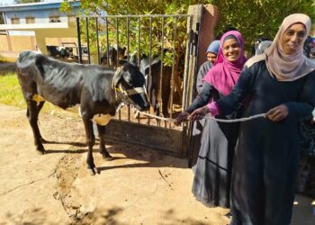 الزراعة توزع أبقار مجانية على 104 سيدة في منطقة واداى الصعايدة بمحافظة أسوان بالتعاون مع الإيفاد