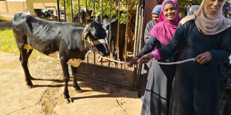 الزراعة توزع أبقار مجانية على 104 سيدة في منطقة واداى الصعايدة بمحافظة أسوان بالتعاون مع الإيفاد