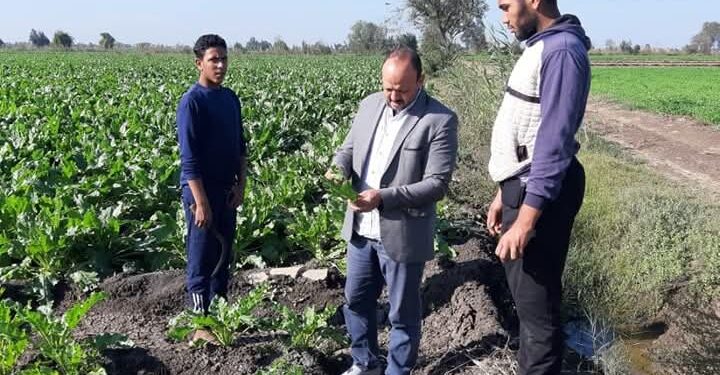 «زراعة كفر الشيخ» تزيل حالتين تعدي..وتتابع المحاصيل الشتوية 1 زراعة كفر الشيخ