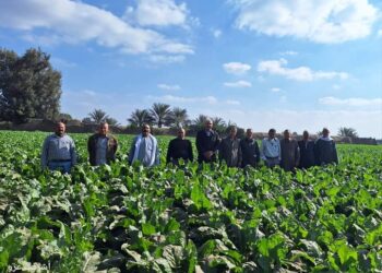 زراعة الشرقية