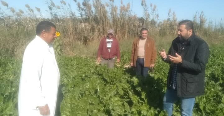 «زراعة الإسكندرية» تشرح أهم التوصيات الفنية لمحصول البنجر لمزارعي العامرية 1 زراعة الإسكندرية
