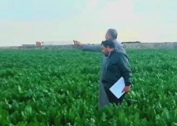 زراعة بورسعيد