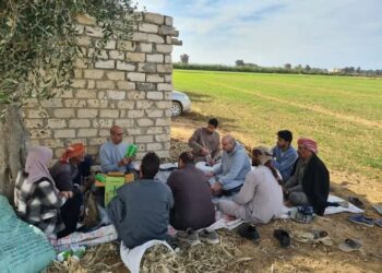 زراعة الإسكندرية