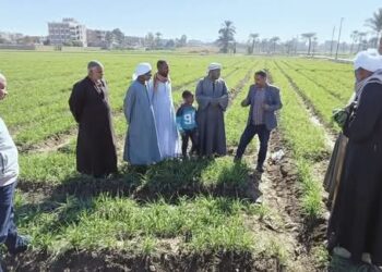 زراعة الأقصر