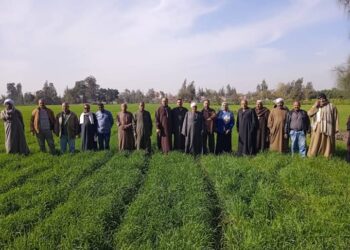 زراعة الشرقية