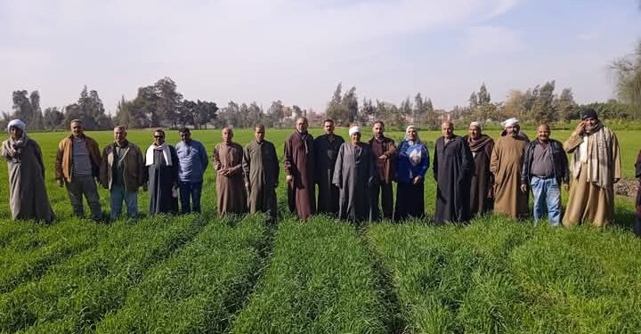 «زراعة الشرقية»: تكثف نشاطها الإرشاد للتوعية بأهم توصيات محصول القمح 1 زراعة الشرقية