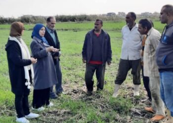 زراعة الإسكندرية