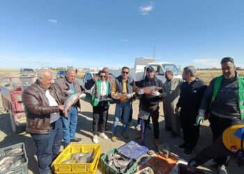 مزرعة الفرافرة