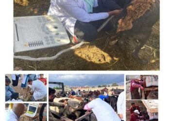 جهود مكثفة للهيئة العامة للخدمات البيطرية لتحسين السلالات وزيادة الإنتاجية