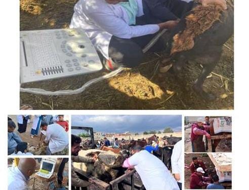 جهود مكثفة للهيئة العامة للخدمات البيطرية لتحسين السلالات وزيادة الإنتاجية 1 جهود مكثفة للهيئة العامة للخدمات البيطرية لتحسين السلالات وزيادة الإنتاجية