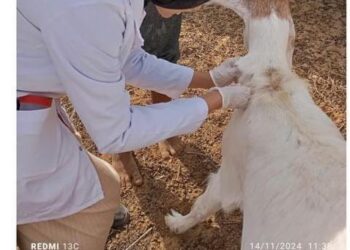 الطب البيطري