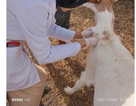 الطب البيطري