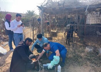 قافلة بيطرية مجانية بزراعة شمال سيناء