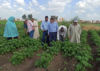 البحوث الزراعية