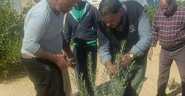 بحوث الصحراء