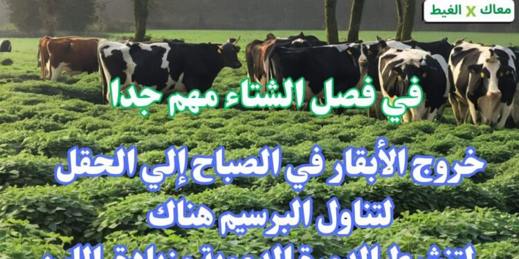 "معاك في الغيط" تنشر توصيات هامة لرعاية الماشية في فصل الشتاء 1 معاك في الغيط