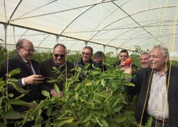 البحوث الزراعية