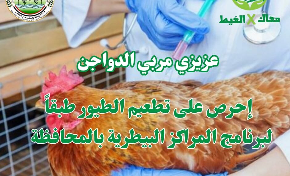 "معاك في الغيط" تنشر توصيات هامة لرعاية الدواجن في فصل الشتاء 1 معاك في الغيط