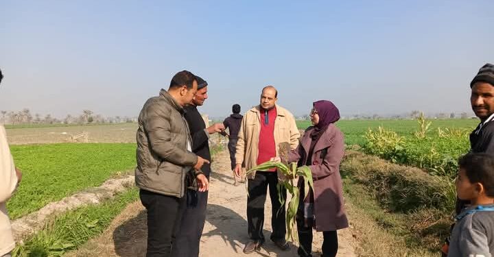 فريق إرشادي لمحصولي البصل والبرسيم بـ«زراعة الفيوم» 1 زراعة الفيوم