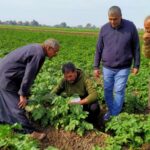 «المركزية للبساتين» تفحص زراعات البطاطس بـ «زراعة الغربية» لتقديم الدعم الفني للمزارعين 12 المركزية للبساتين