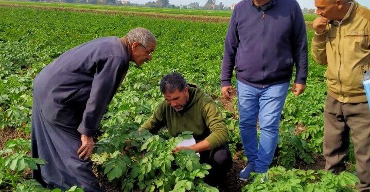 «المركزية للبساتين» تفحص زراعات البطاطس بـ «زراعة الغربية» لتقديم الدعم الفني للمزارعين 1 المركزية للبساتين